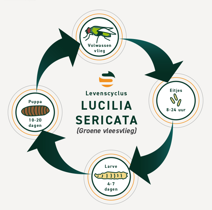 Levenscyclus Lucilia Sericata