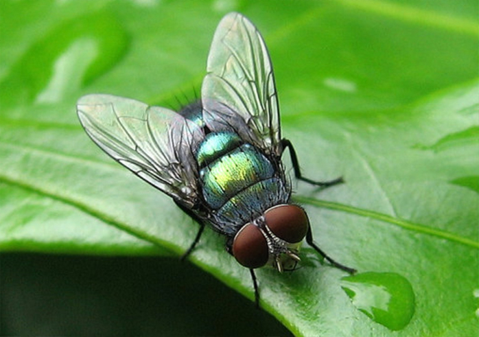 Lucilia sericata1
